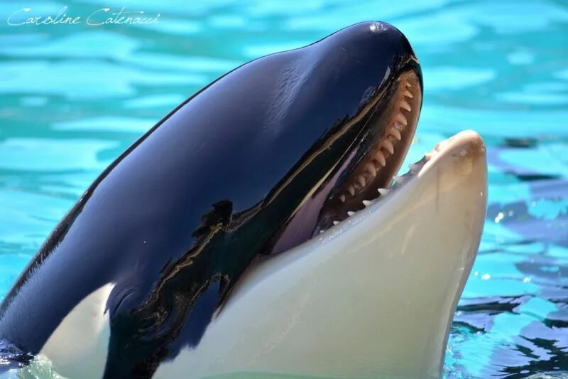 Orca 6