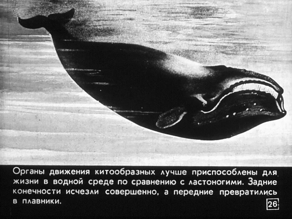 Характерные особенности китообразных. Отряд китообразные. китообразные общая характеристика. отряды млекопитающих китообразные. приспособления китообразных к жизни в воде.