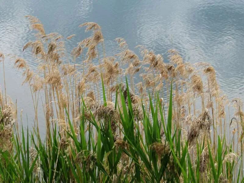 Что растет на озерах. Тростник Южный phragmites Australis. Тростник обыкновенный phragmites Australis. Тростник Южный Плантариум. Тростник Южный (phragmítes Austrális).