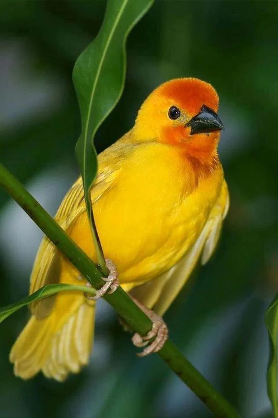 Маленькая желто красная птичка. Толстоклювый щегол. Щегол (carduelis carduelis). Желтенькая певчая птица. Птичка кенар.