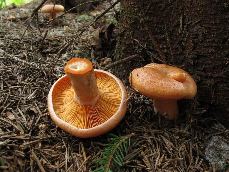 Гриб Рыжик еловый. Рыжик еловый/еловик (Lactarius deterrimus);. Рыжик еловый бореальные грибы. Рыжики еловые грибы фото. Рыжик разбор