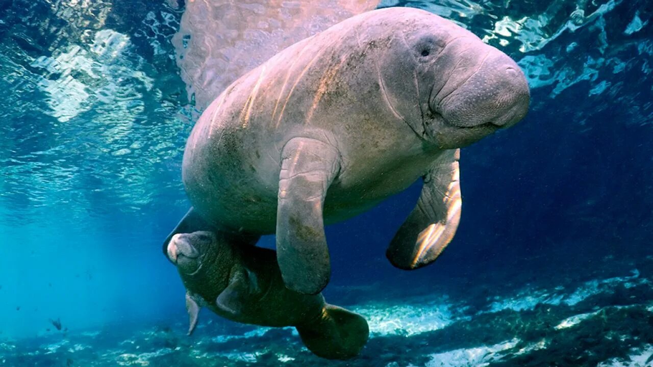 Manatee