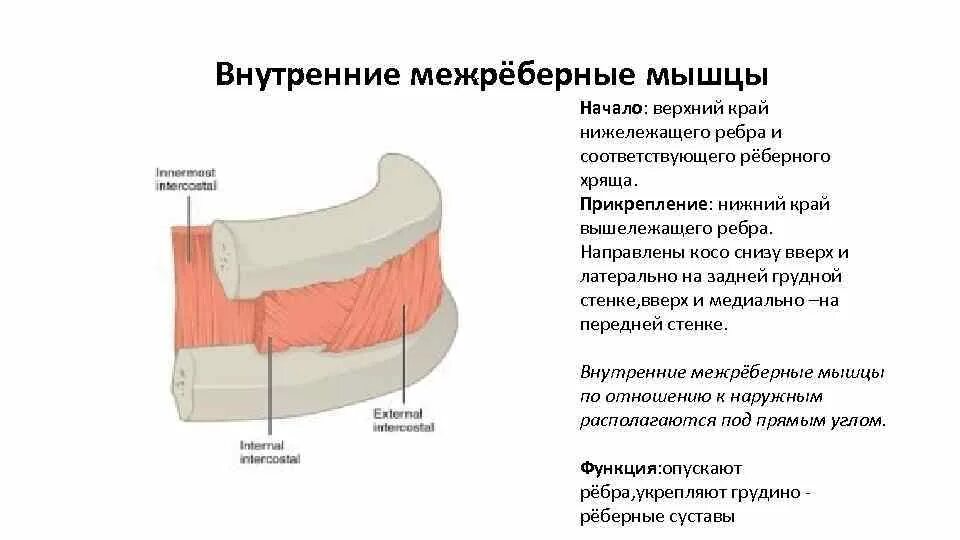 Наружние межрёберные мышцы. Повреждение межреберных мышц. Intercostales interni, внутренние межреберные мышцы. Межреберные мышцы. Торакалгия грудной клетки.