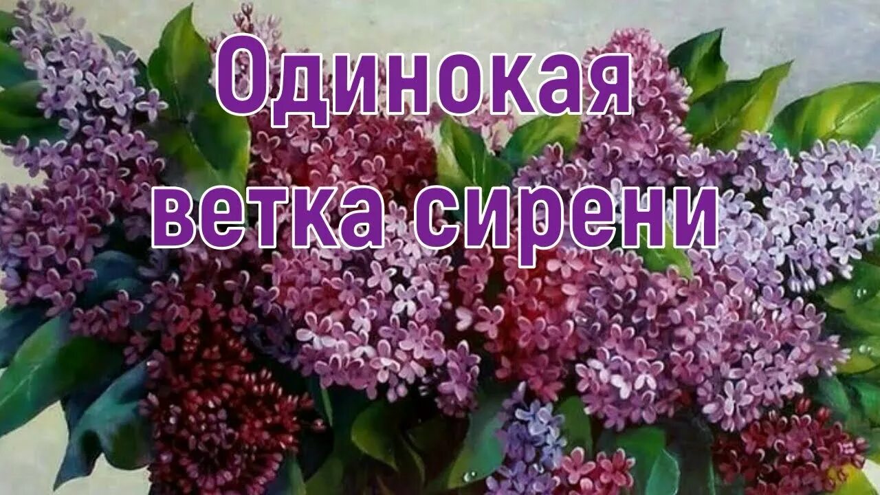 Плыл запах сирени слова. Одинокая ветка сирени. Сирень одинокая. Сирень одинокая ветка сирени.