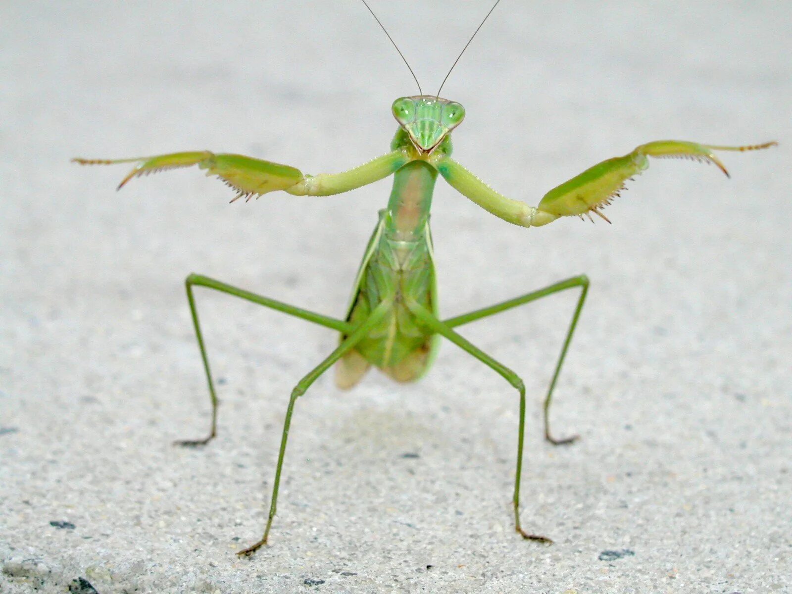 Praying mantis насекомое. Логово богомолов. В какой таксон объединяются эти животные богомол. В какой таксон объединяются эти животные богомол. Богомол обыкновенный.