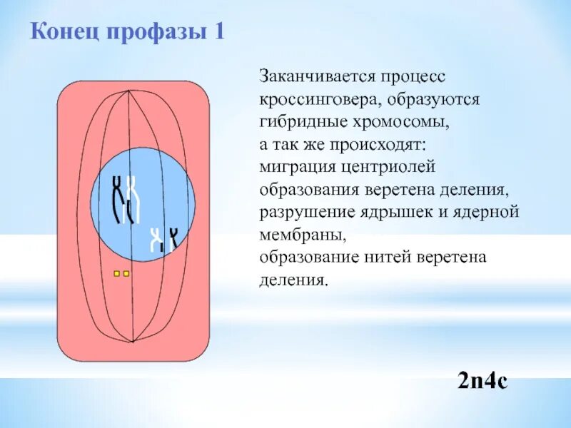 Профаза мейоза 1. Профаза 1 процессы. Конец профазы. Периоды профазы. Профаза описание процесса