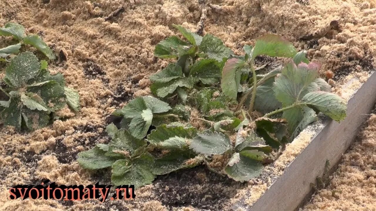 Можно мульчировать клубнику опилками весной. Мульча опилками клубники. Мульчировать клубнику опилками.