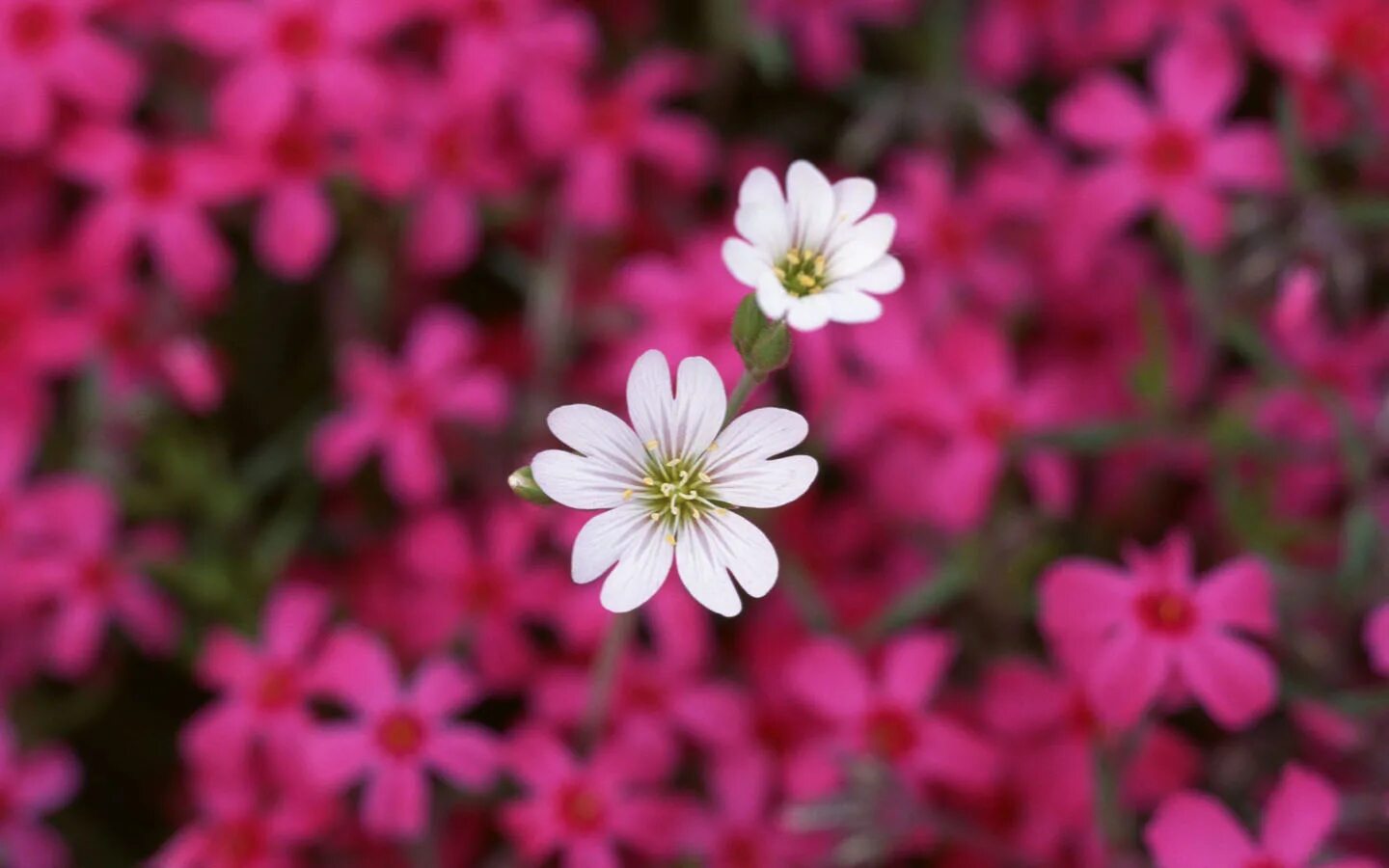 I a beautiful flower. Красивые мелкие цветы. Маленькие цветочки. Красный цветочек.