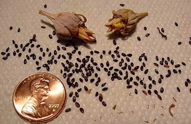 Какие семена можно в мае. Колокольчик Кампанула семена. Кампанула семена как выглядят. Колокольчик платикодон семена. Кореопсис семена как выглядят.