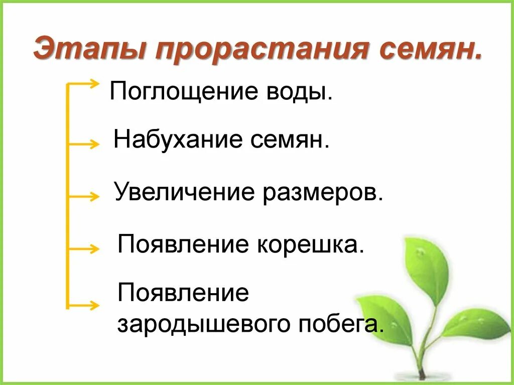 Условия прорастания семян. Стадии развития проростка. Первый этап прорастания семени. Этапы прорастания растения. Установите последовательность этапов выращивания растения