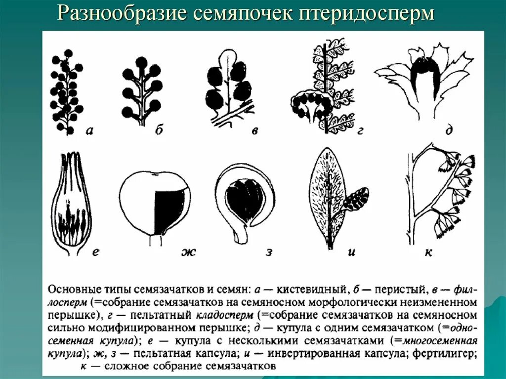 Пестик строение зародышевый мешок. Завязь и семяпочка. Строение зародышевого мешка цветковых растений. Завязь и семяпочка. Завязь пестика зародышевый мешок.