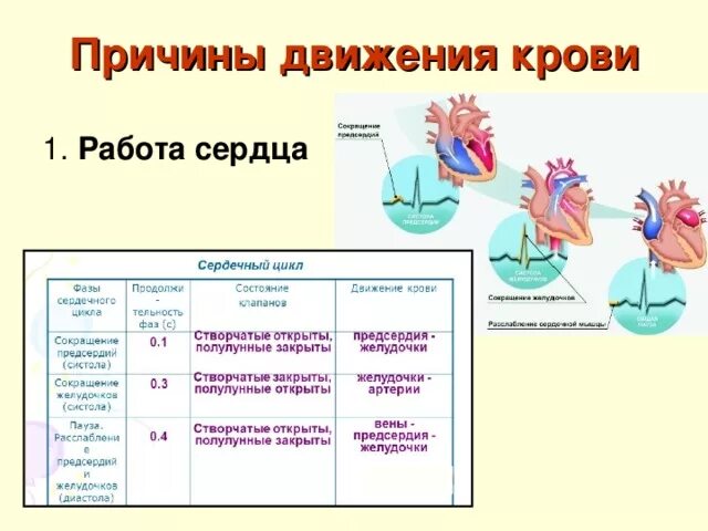 Какую функцию выполняет сердце. Какую функцию выполняет сердце