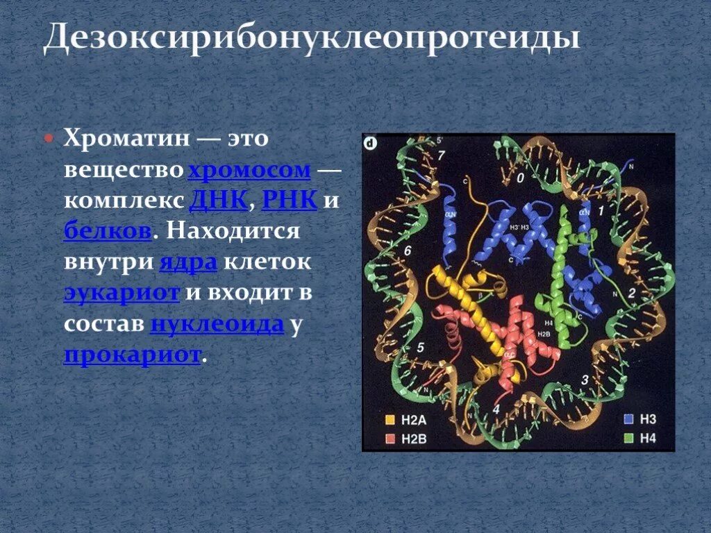 10 5 клеток днк. Хроматин биохимия. Вещество хромосом — комплекс ДНК, РНК И белков.. Хроматин прокариот. Хроматин это в биологии.