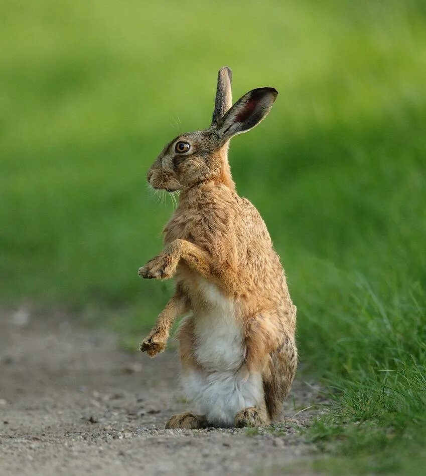 Почему кролик стучит. Заяц Русак лапы. Заяц Русак на задних лапах. Заяц барабанит. Дикий заяц.