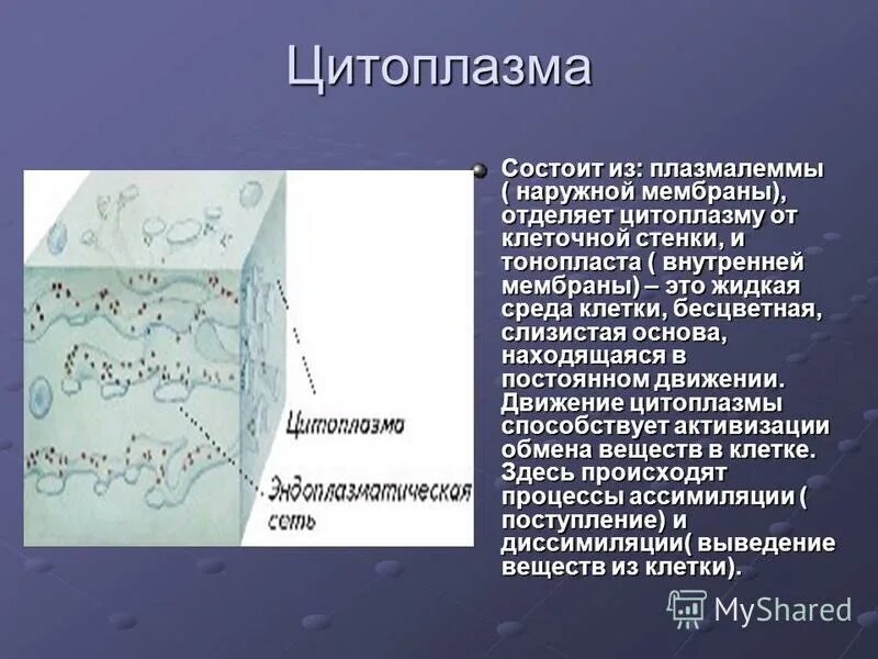 Какое значение цитоплазмы в жизнедеятельности. Строение цитоплазмы. Строение цитоплазмы клетки. Цитоплазма мембрана. Наружная мембрана цитоплазмы.