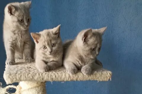 Котята в могилеве