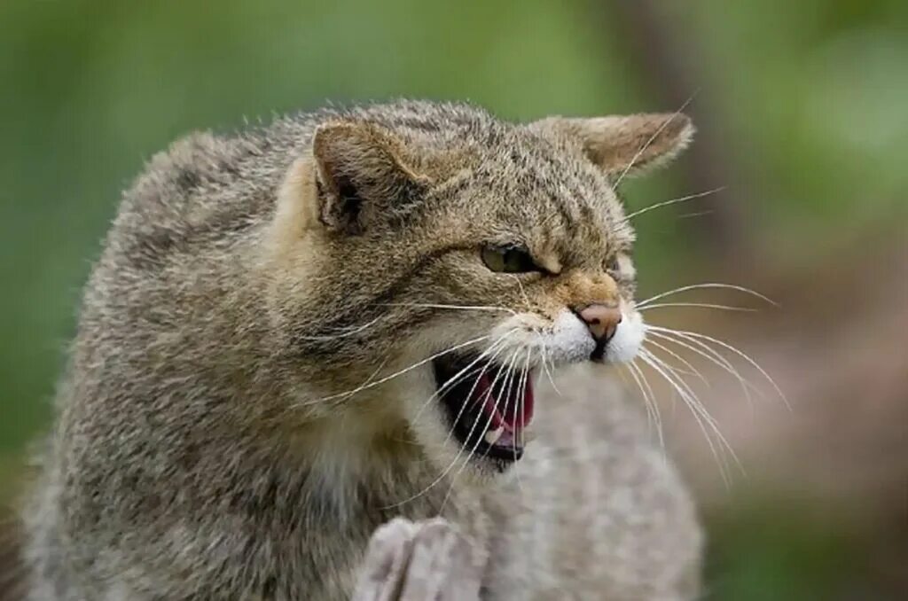 Дикий кипишь. Кавказский камышовый кот. Дикий кот камышовый кот. Дикий камышовый кот. Камышовый кот (Болотная Рысь).