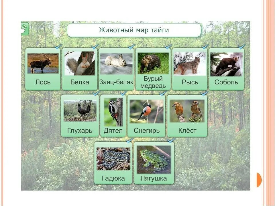 Обитатели природных зон России Тайга. Природная зона Тайга животный мир. Животные и растительный мир тайги. Животный мир тайги в России.