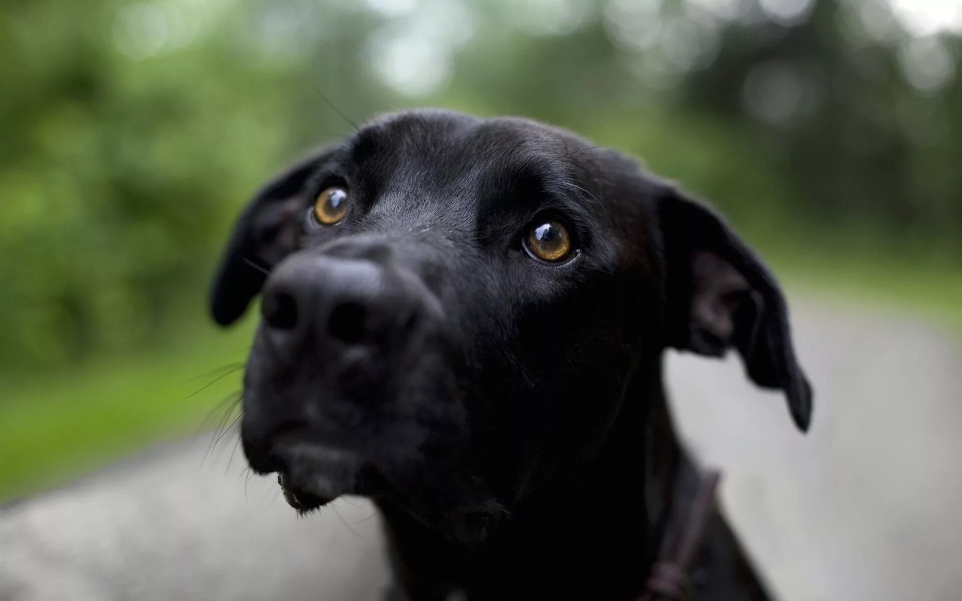 Alice has a big black dog. Лабрадор черный. Лабрадор ретривер черный. Лабрадор черный гладкошерстный. Бельгийская овчарка и лабрадор.