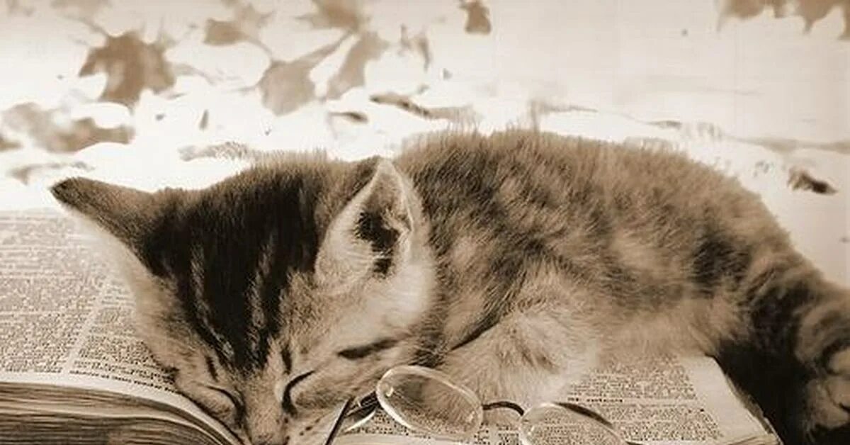 котенок с книгой. обществознание и котики. обществознание и котики. кот с книжкой. котенок с книгой.