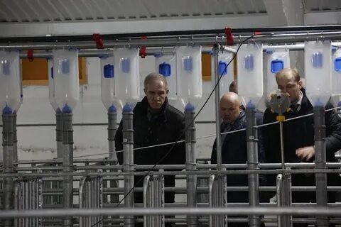 Симбирский бекон
