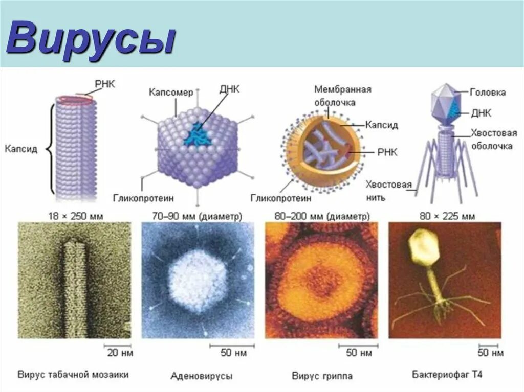 Какие типы вирусов существуют. Типы вирусных. Типы вирусов по среде обитания. Типы вирусов. Типы вирусных.