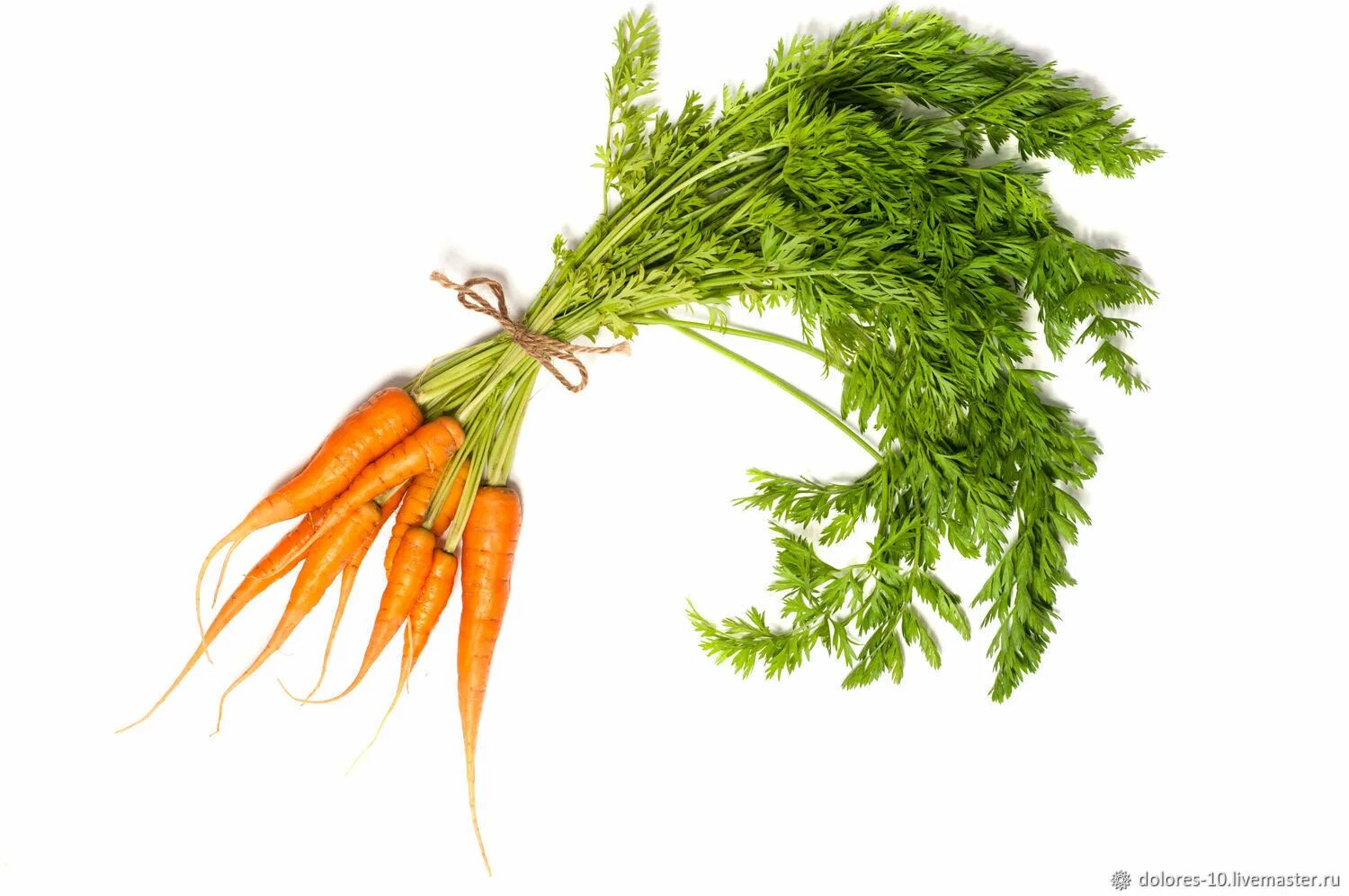 Морковь в пучках. Пучок морковки. Пучок морковки на белом фоне. Морковь на прозрачном фоне. Свяжи морковки в пучки