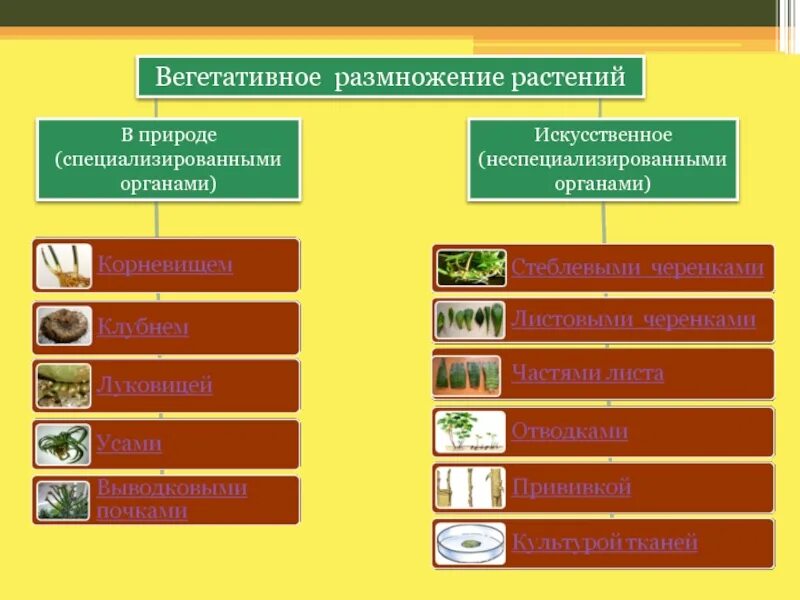 Что означает вегетативный. Значение вегетативного размножения растений в природе. Способы искусственного вегетативного размножения. Специализированные органы вегетативного размножения растений. Типы искусственного вегетативного размножения растений.