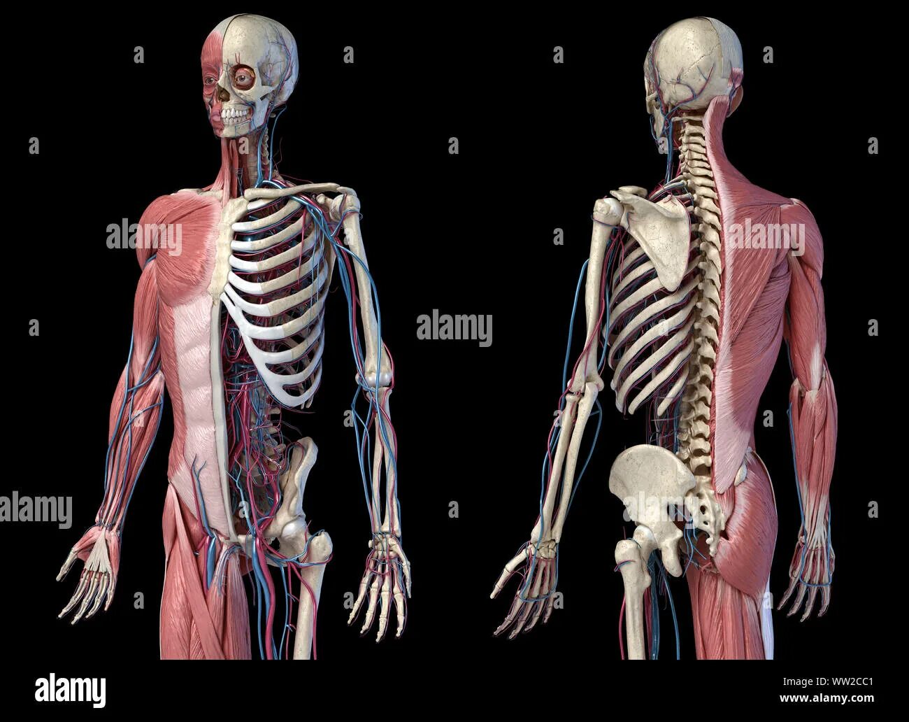 Ткань скелета человека. Скелет человека опорно двигательная система. Скелет человека с мышечной тканью. Мышечная система человека анатомия 3d.