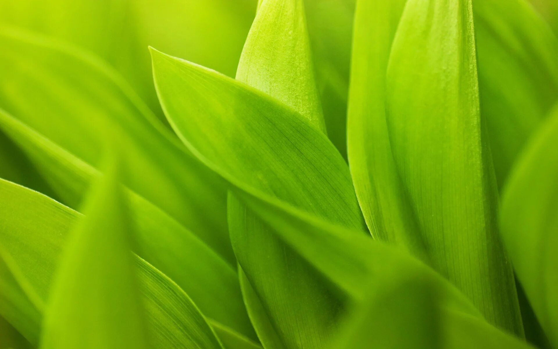 Растение зеленого цвета. Зеленые обои. Красивый зеленый цвет. Салатовый фон.