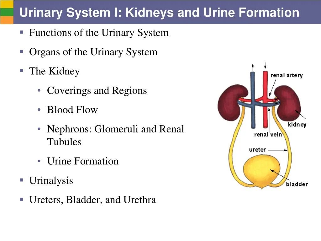 Urinary system. Urine formation. Urinary System functions. Kidneys and urine System. Urinary bladder renal System.