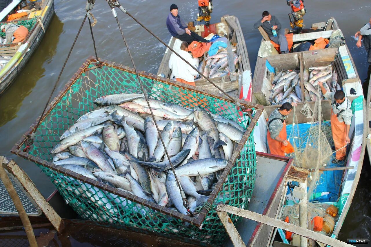 Рыбная промышленность дальнего Востока. Дальний Восток рыболовный промысел. Река Амур лосось. Рыбная промышленность Хабаровского края. Время промыслов рыбы