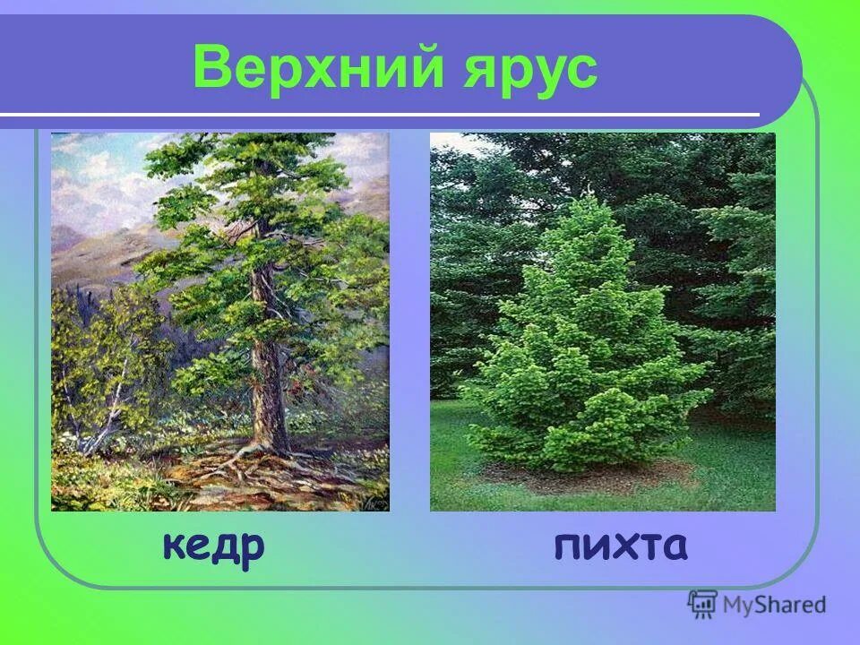 Кедр пихта. Ель пихта кедр. Пихта и сосна кедровая. Пихта и сосна. Ель пихта лиственница отличия.