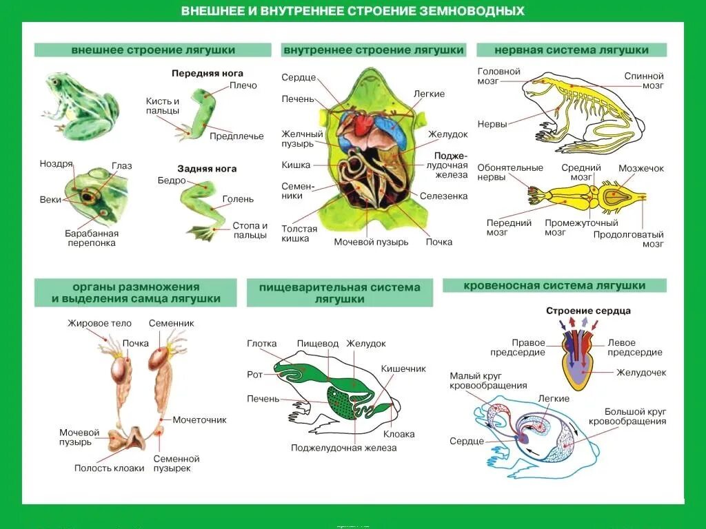 Схема цикл развития земноводных ЕГЭ биология. Внешнее и внутреннее строение бесхвостых земноводных. Земноводные амфибии строение тела. Внутреннее строение лягушки ЕГЭ.