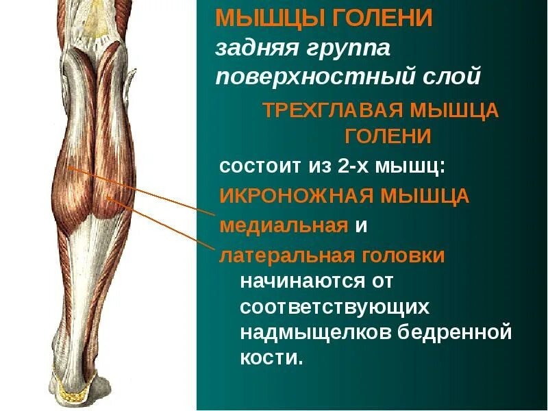 Задние мышцы голени функции. Мышцы голени задняя группа. задняя группа мышц голени анатомия. мышцы голени передняя группа. мышцы голени задняя группа поверхностный слой.