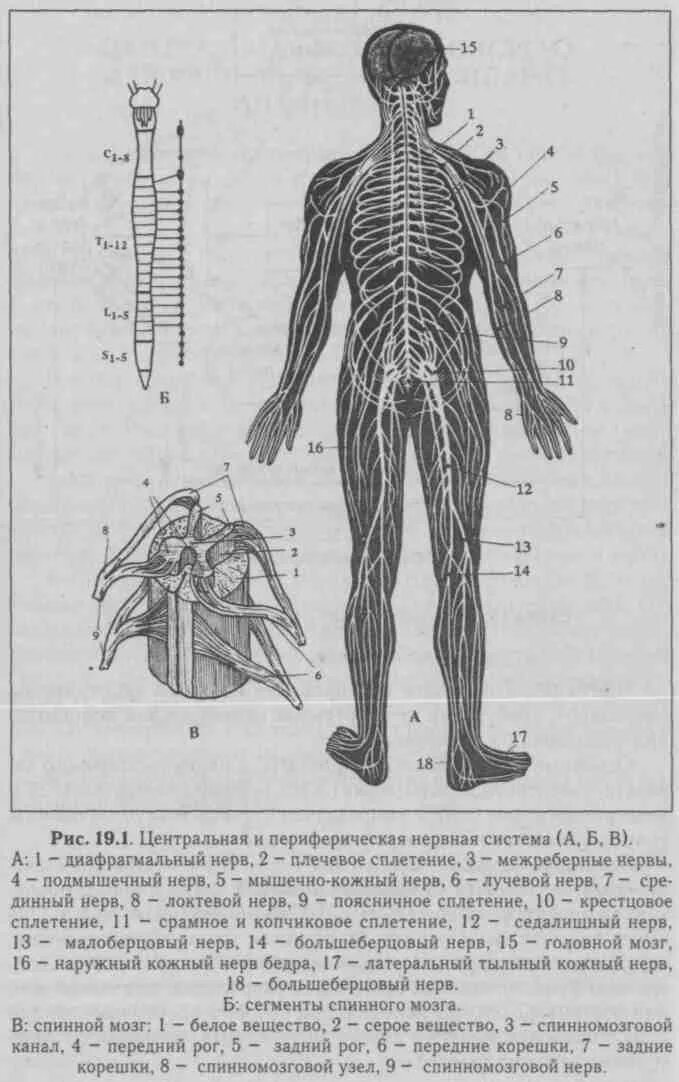 Нервная система человека. Центральная и периферическая нервная система. Строение периферической нервной системы. Нервно мышечный аппарат