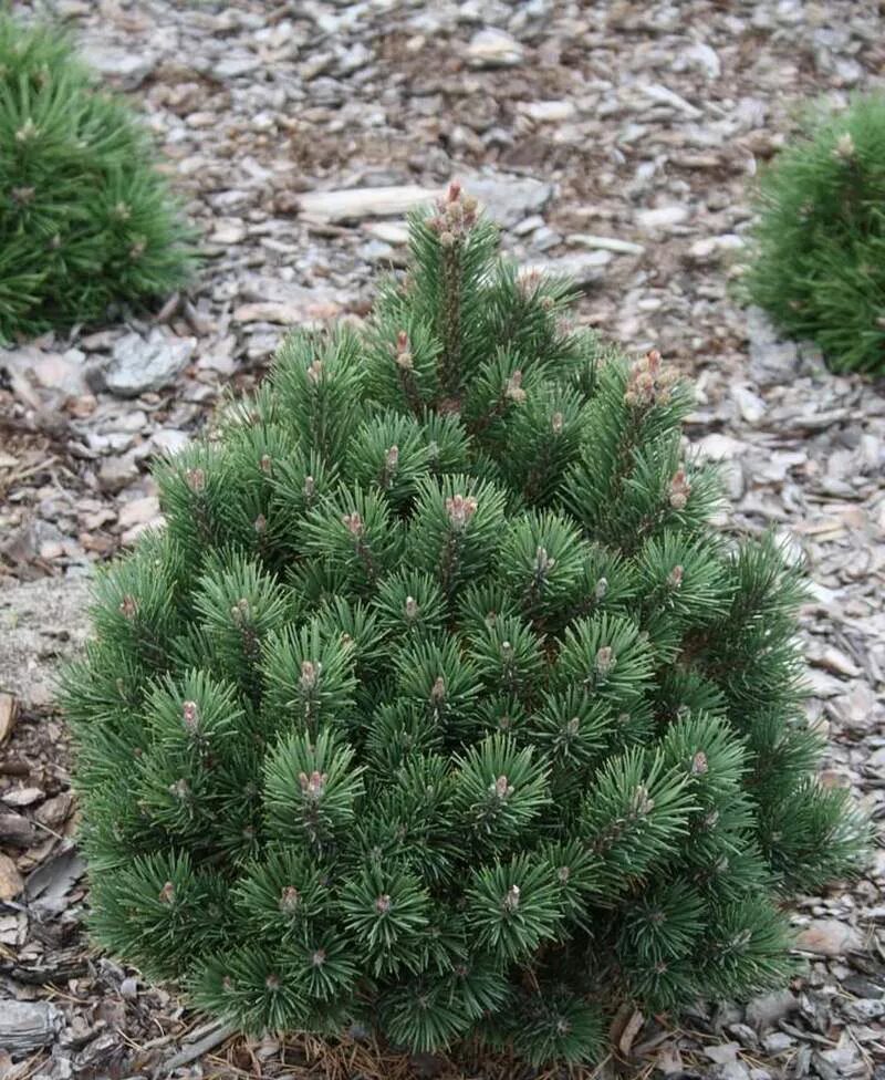 Pinus mugo Rositech. Сосна Горная uncinata. Сосна Горная uncinata унцината. Сосна mugo uncinata. Купить хвойные недорого