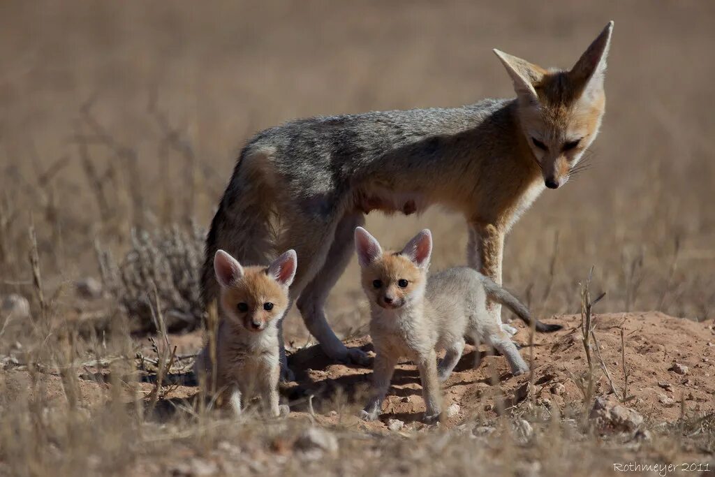 Южноафриканская лисица Vulpes chama. Афганская лисица (Vulpes Cana). Лисицы пустыни Калахари. Афганская лисица детеныш.