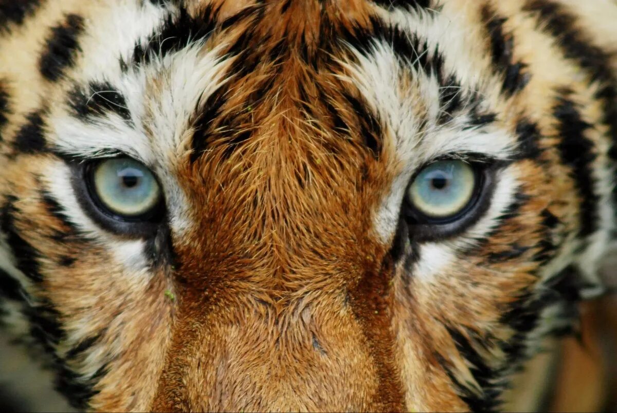 Tiger leads. A wear welcome oolay-tiger. Тигр лого. Бренд с тигром. Tiger leads.