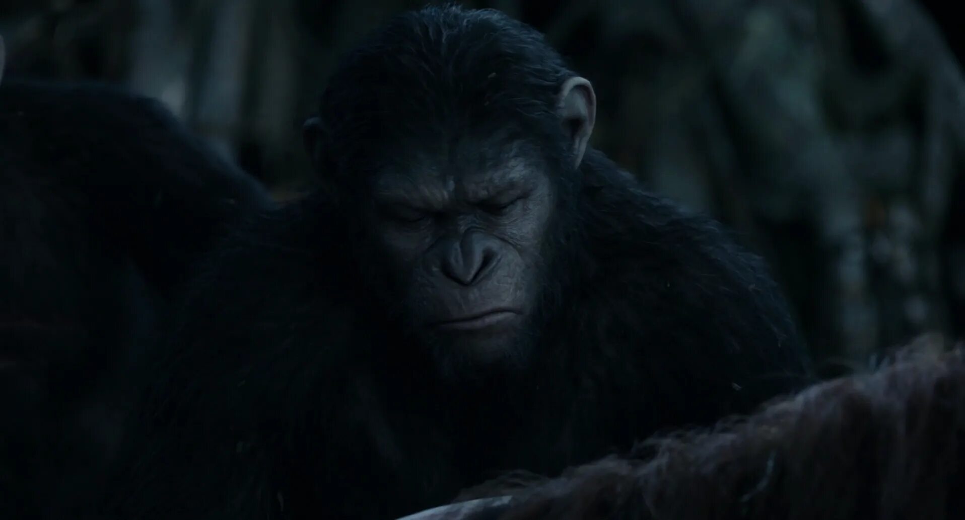 Планета обезьян 2014 качество. Восстание планеты обезьян 2. Планета обезьян: революция (2014). Планета обезьян Даэна.