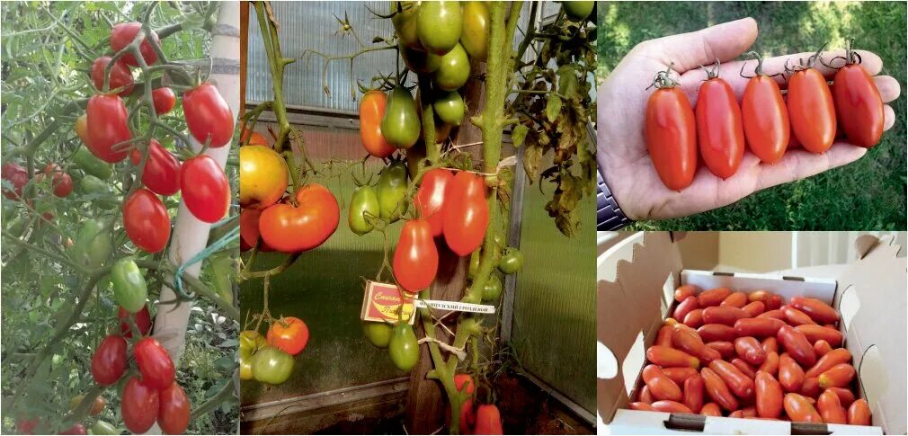 Гроздевые сорта помидор. Сорт томата французский гроздевой. Томат французский гроздевой. Сорт томата французский гроздевой. Томат гроздевой f1.