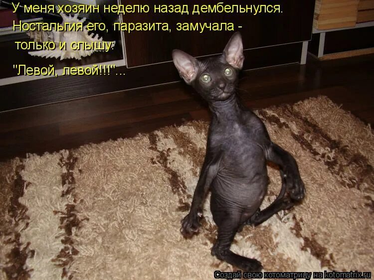 смешные коты с надписями. чего уставился. просыпайся мой хозяин я. проспал ааа. картина хозяева уехали.