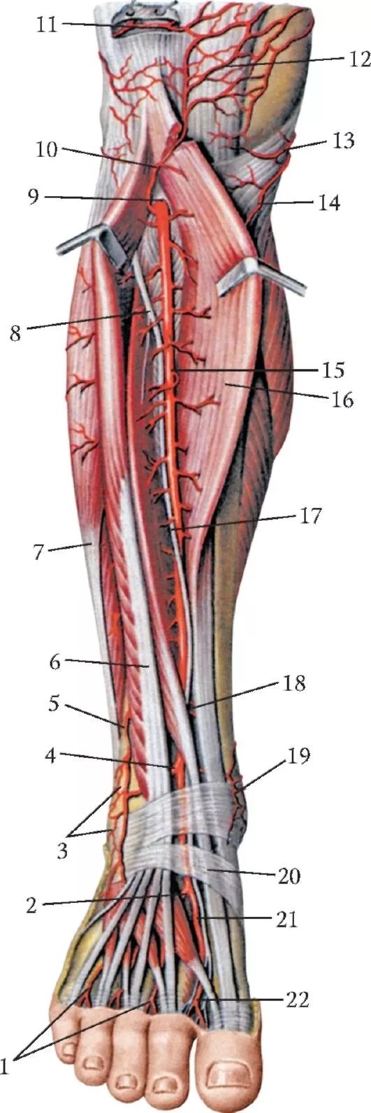 Передняя большеберцовая артерия (a. Tibialis anterior):. Большеберцовая артерия анатомия. Передняя большеберцовая артерия топография. Лодыжковая артерия.