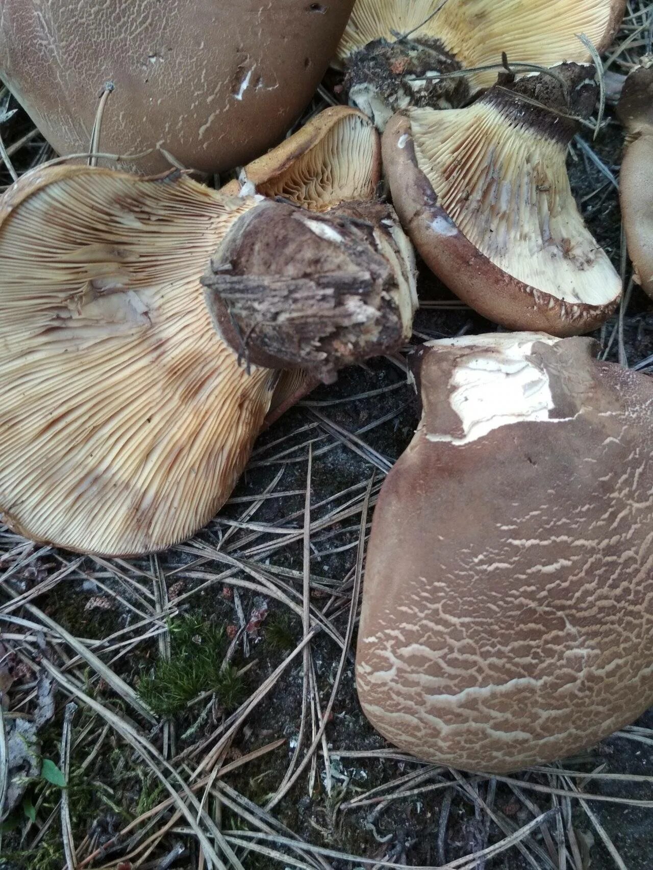 Свинушка paxillus rubicundulus. Как выглядят свинухи съедобные грибы. Свинушка тонкая. Как выглядят свинухи съедобные грибы. Гриб свинушка съедобный.
