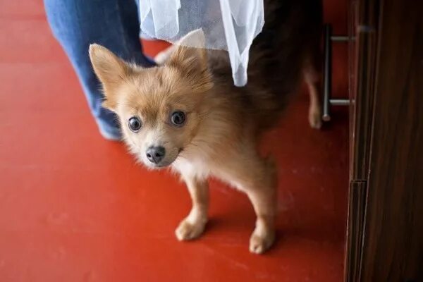 смесь той терьера и шпица. помесь той терьера и шпица. смесь той терьера и шпица. помесь той терьера и шпица 1 месяц. метис шпица и той терьера.