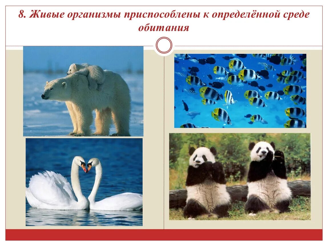 Доклад приспособления живых организмов к среде обитания. Живые организмы приспособлены к определенной среде обитания. Приспособление живых организмов к среде обитания. Животные разных сред обитания. Приспособленность живых организмов.