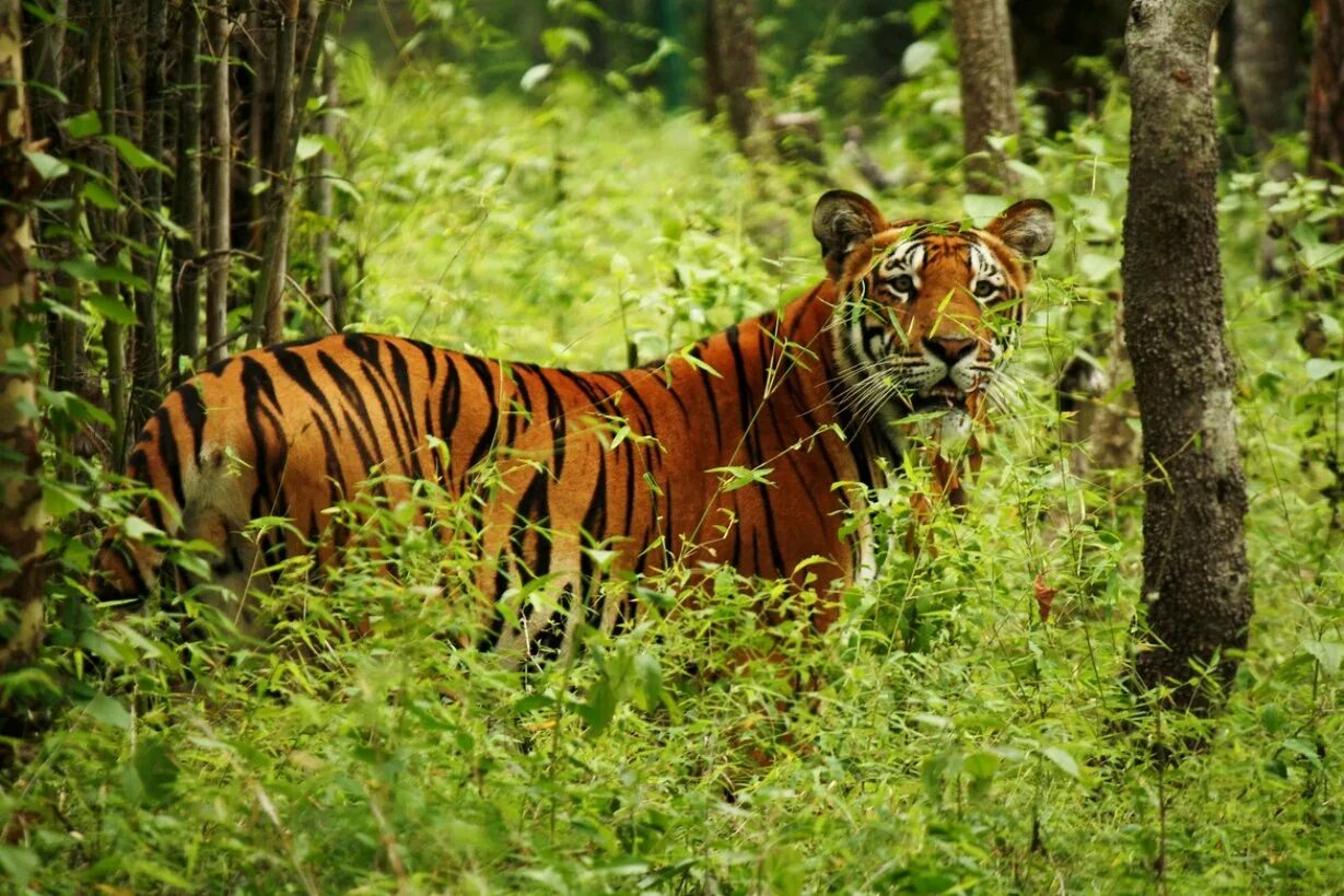 Jungle tiger. Национальный парк Читван. Читван Непал. Читван национальный парк Непал джунгли. Парк Читван в Непале.