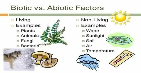 Abiotic factor fatal error. Abiotic factor fatal error