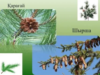 Сұлу қыздың әдемі мүшесін сүйіп тұрған суреттері