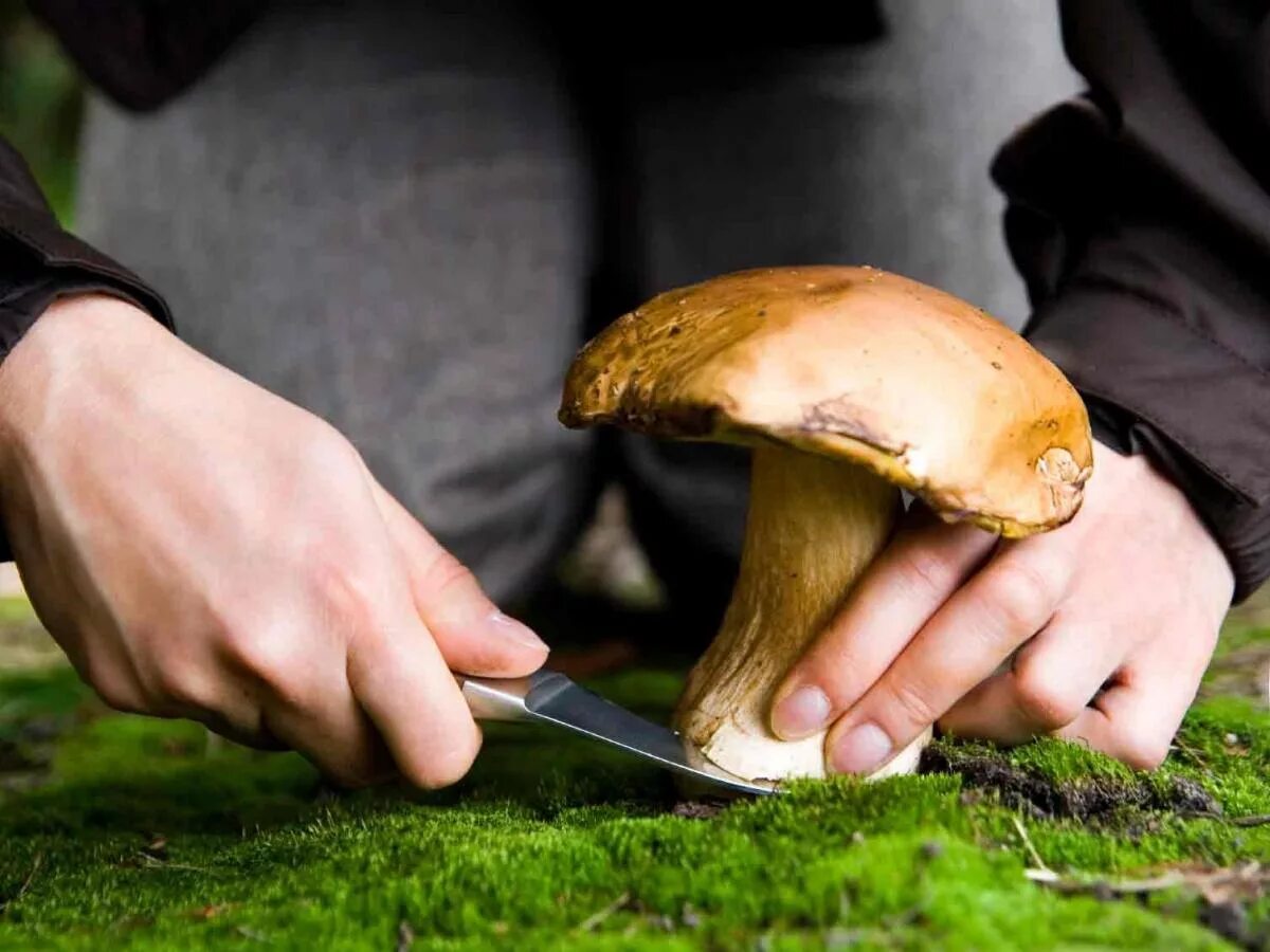 Picking mushrooms. Сбор грибов. Срезает гриб. Собирать грибы. Грибы сбор.